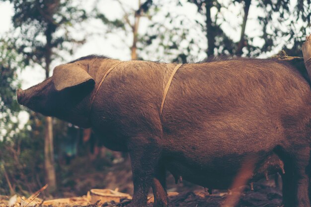 Cochon noir dans le village local, Asie