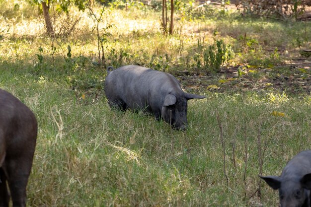 Cochon noir élevé dans une étable avec mise au point sélective