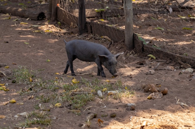 Cochon noir élevé dans une étable avec mise au point sélective