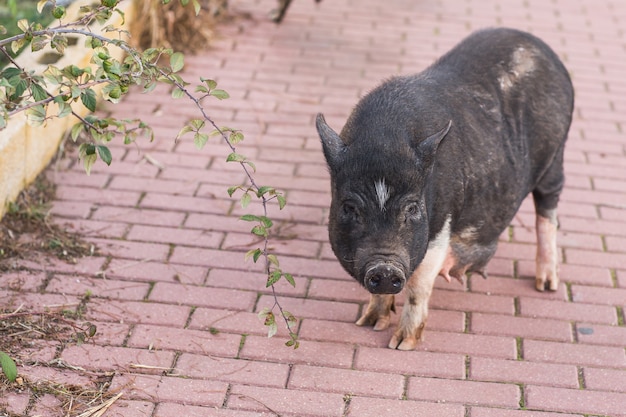 Cochon noir sauvage marchant dans la rue