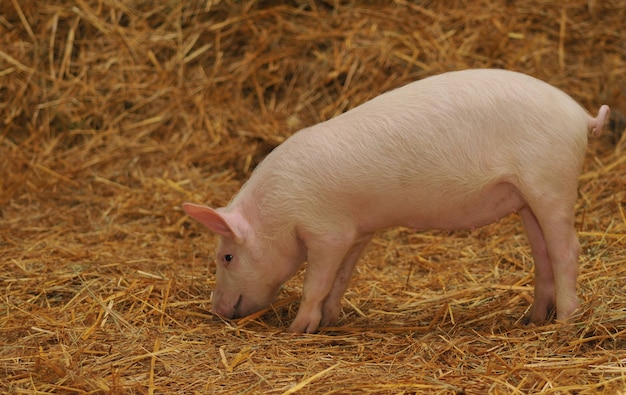 Un cochon en paille