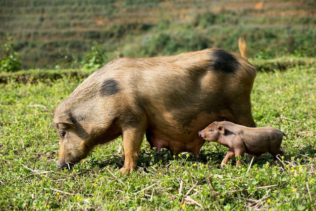 cochon et porcelet