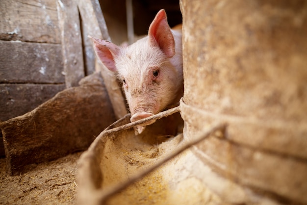 Cochon à porcherie.