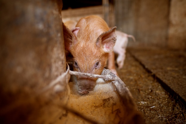 Cochon à porcherie.