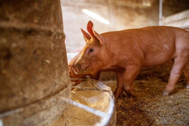 Cochon à porcherie.