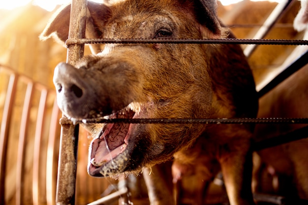 Cochon Regardant La Caméra En Attente De Repas.