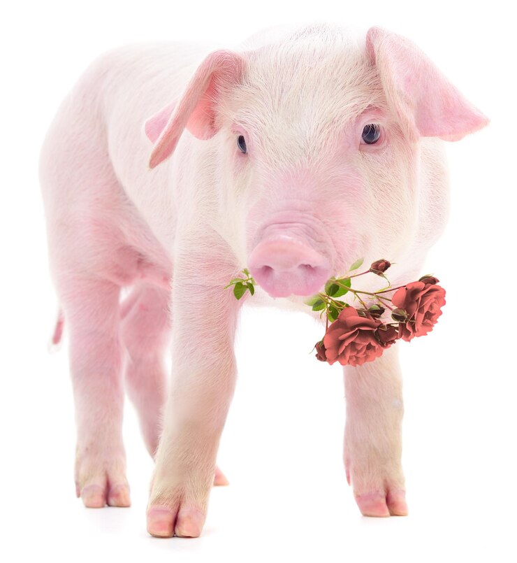 Photo cochon avec rose rouge