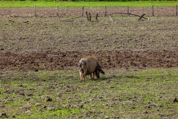 Un cochon sale cherche de la nourriture dans le sol