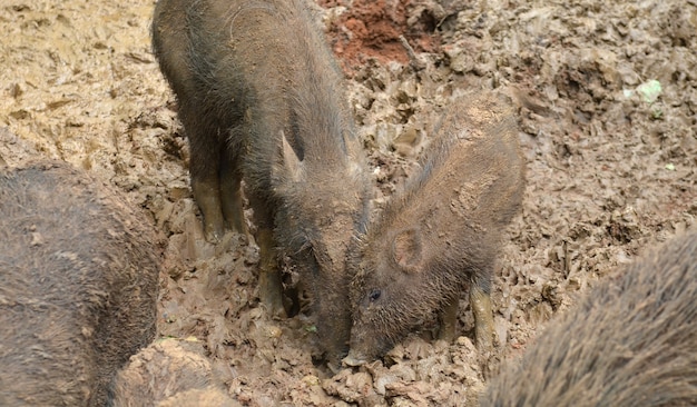 Photo cochon sauvage