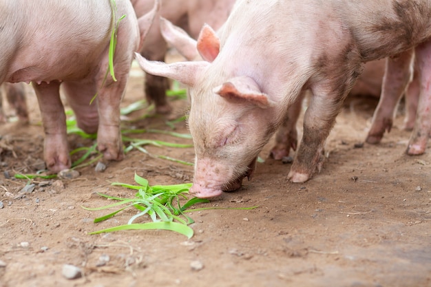 Le cochon vient de naître dans une ferme.