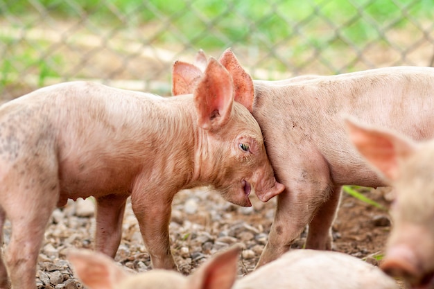 Le cochon vient de naître dans une ferme.