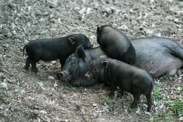 Cochon vietnamien à ventre noir. Porcs herbivores