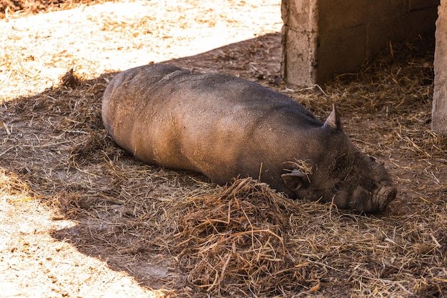 Photo un cochon vietnamien à ventre de pot allongé sur un sol boueux