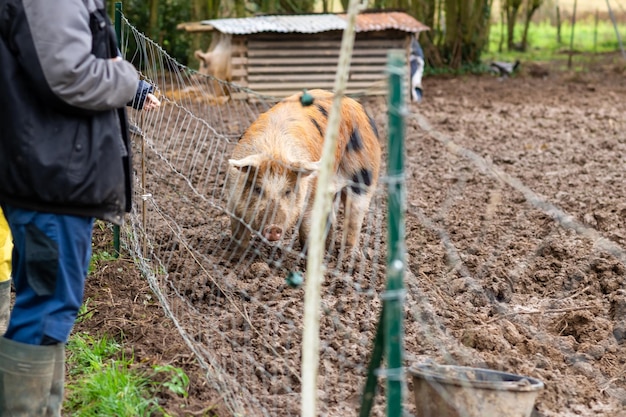 Cochons au sol dans un enclos Élevage de cochons