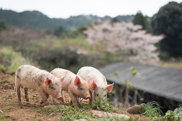 Des cochons debout sur le champ contre la montagne à la ferme