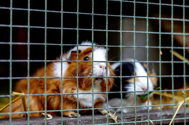 Photo des cochons d'inde mignons dans une ferme d'animaux dans un cochon d'inde en cage sur une ferme écologique naturelle