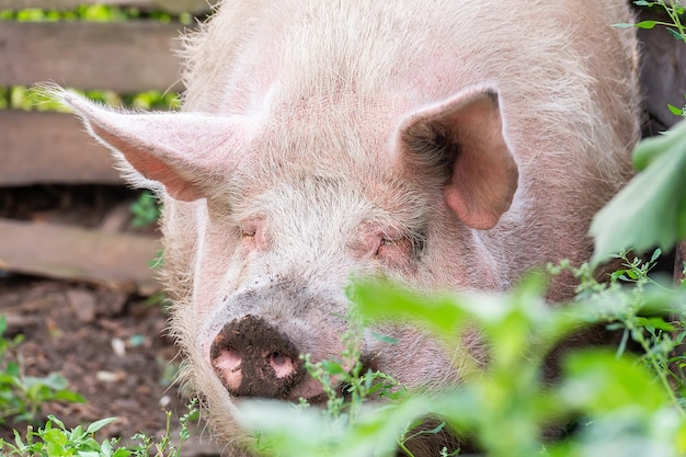 Cochons roses à la ferme. Porcs à la ferme. Industrie de la viande. L'élevage porcin pour répondre à la demande croissante de viande