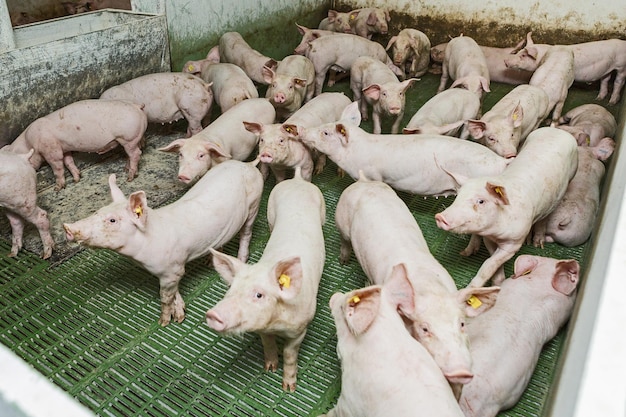 Cochons roses à la ferme Porcs à la ferme Industrie de la viande Élevage de porcs pour répondre à la demande croissante de viande