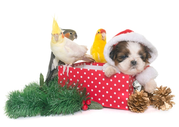 cockatiel et chien sur la boîte