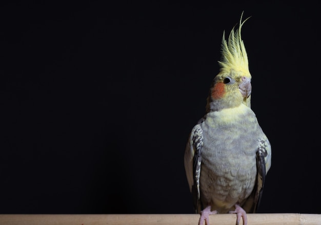 Cockatiel drôle se repose sur une branche sur un fond noir