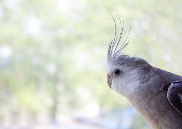 Cockatiel perroquet à face blanche regarde par la fenêtre sur un arrière-plan flou pour le texte