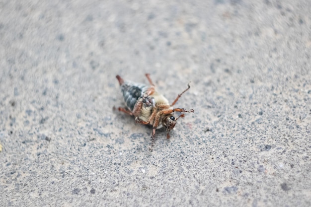 Cockchafer allongé sur le dos sur l'asphalte