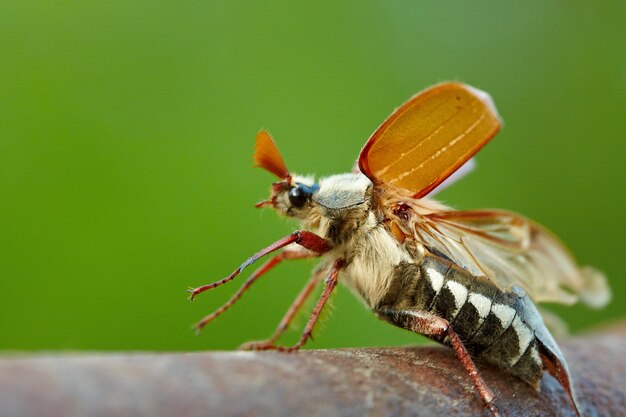 Cockchafer est prêt à voler. Vue de la macro