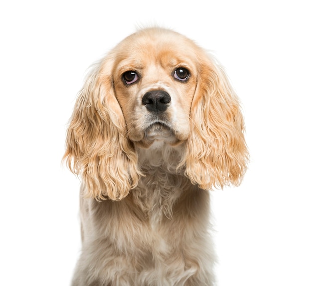 Cocker américain, 5 mois, in front of white background