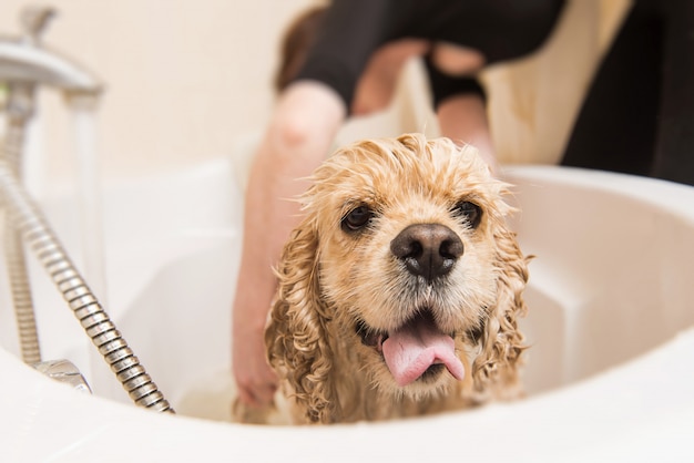 Cocker américain dans la salle de bain