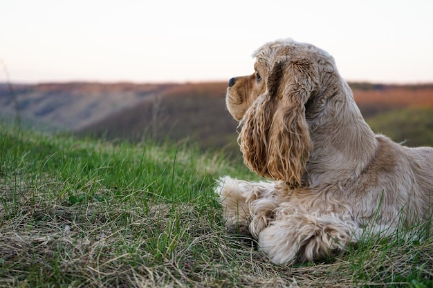 Cocker américain jeune dans l'herbe verte soleil du soir fond vert libre