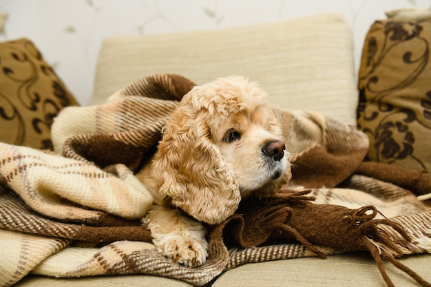 Un cocker américain se trouve sur un canapé enveloppé dans une couverture