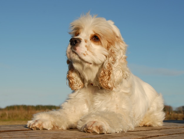 Cocker américain