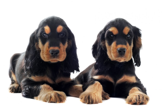 Cocker anglais chiots