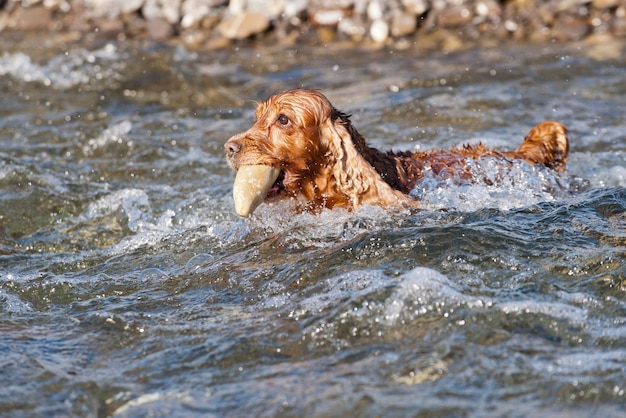 Un cocker brun anglais courant vers vous dans le fond de l'eau de la rivière