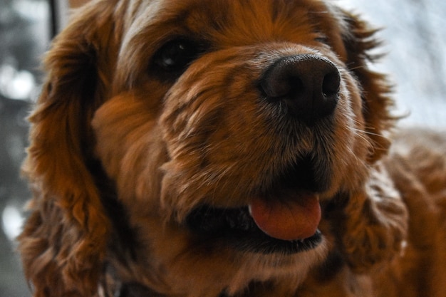 Cocker de chien affectueux