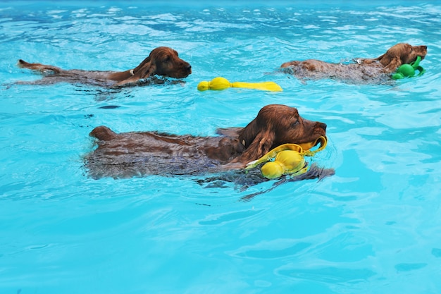 Cocker de natation