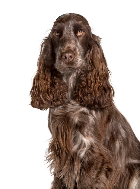 Cocker regardant la caméra sur fond blanc