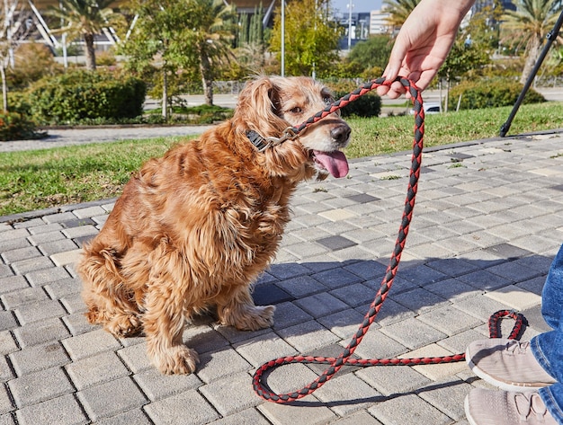 Photo un cocker spaniel américain en train de se promener dans un parc vert avec son propriétaire