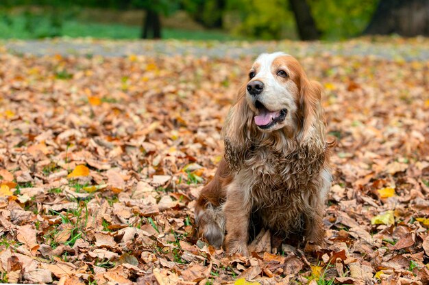 Cocker Spaniel anglais Sur fond de feuilles mortes..