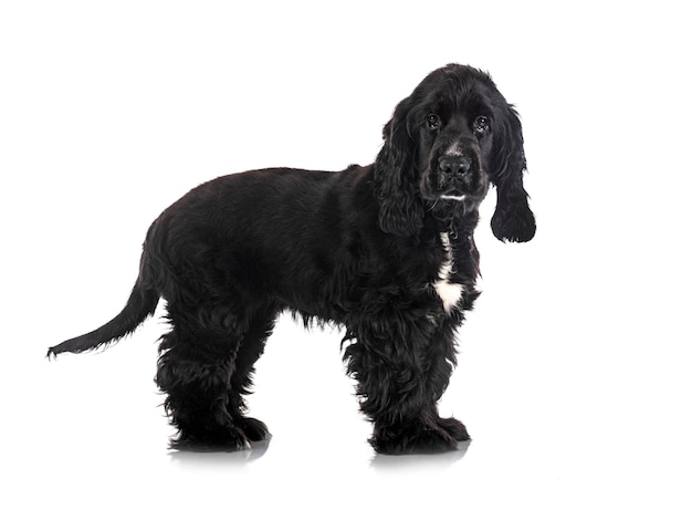 Cocker Spaniel anglais