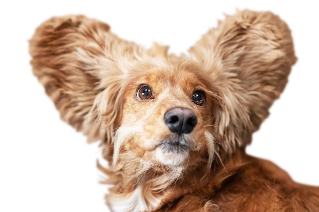 Cocker spaniel assis sur fond blanc