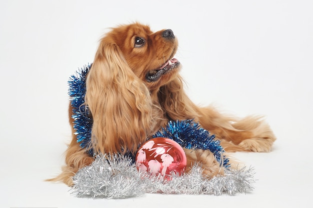 Cocker Spaniel avec des décorations de Noël