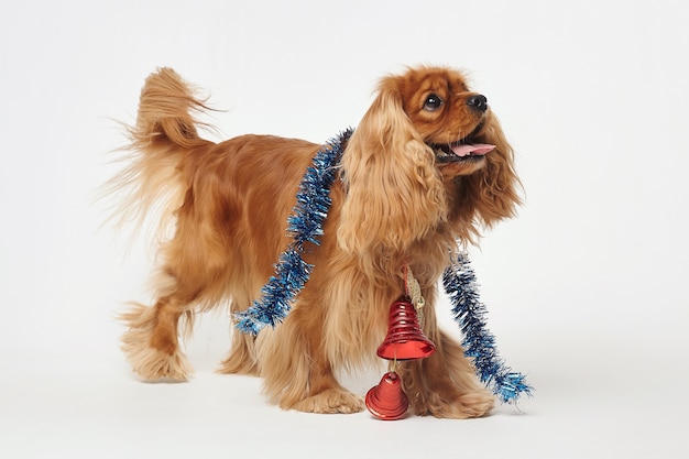 Cocker Spaniel avec des décorations de Noël