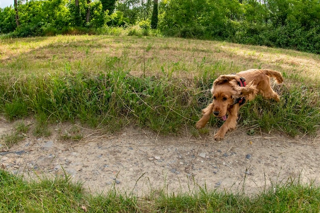 Cocker spaniel heureux courant dans l'herbe verte