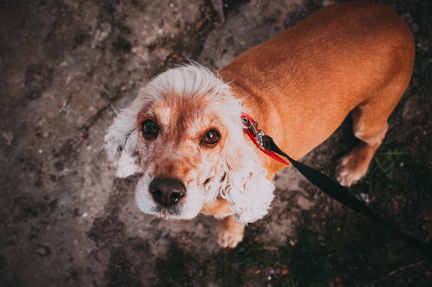 Cocker Spaniel regarde dans les yeux