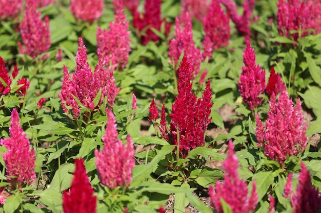 Photo cocks peigne fleur fleurit dans le jardin fleuri.