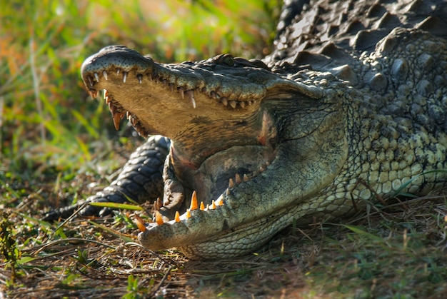 Photo cocodrile du nil kruger national park afrique du sud