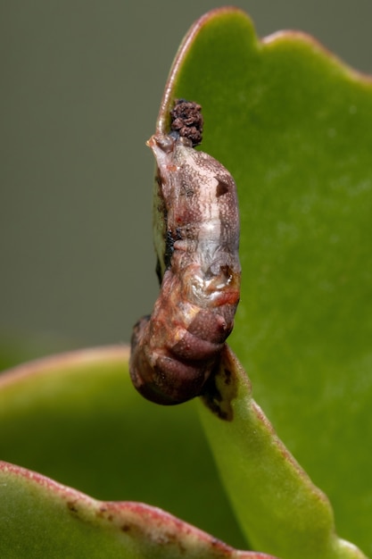 Cocon éclos d'une chenille légionnaire du genre Spodoptera