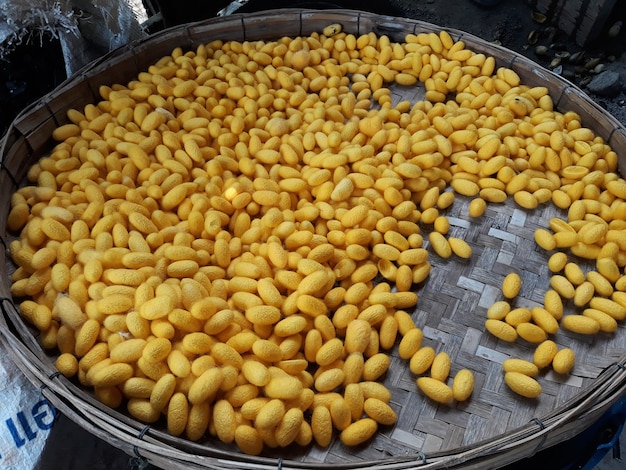 Photo cocon de soie jaune