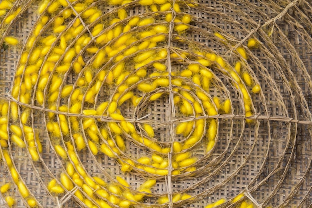 Photo cocon de soie traité pour produire des fibres de soie.